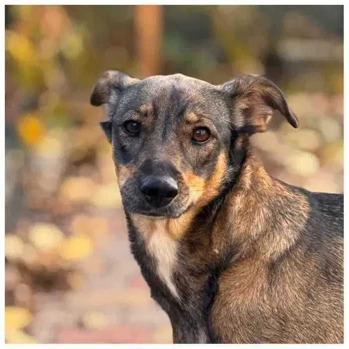 Активная собака в хорошие руки