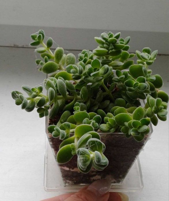 Суккулент крассула ланугиноза crassula lanuginosa