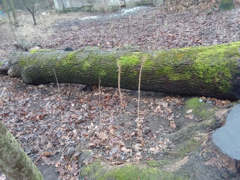 Sprzedam Jesiona w klocu