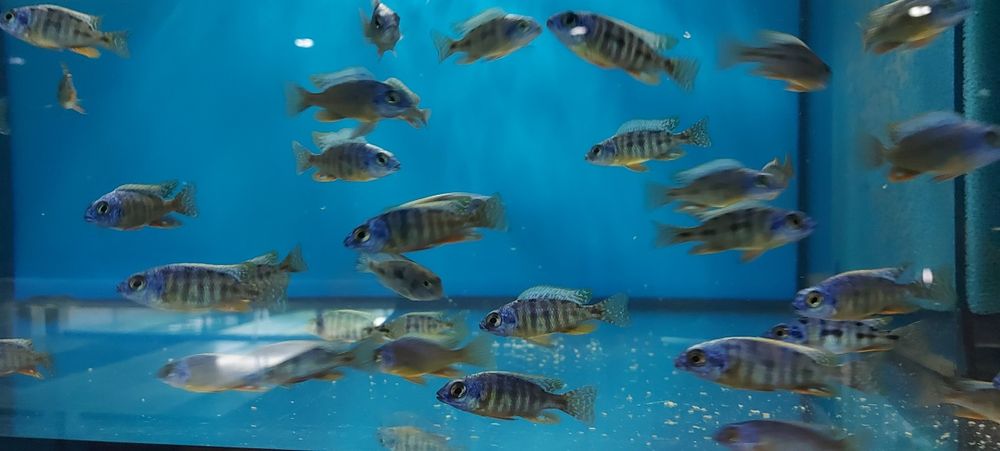 Pyszczaki Protomelas Steveni Tajwan Higga Reef Malawi Tanganika