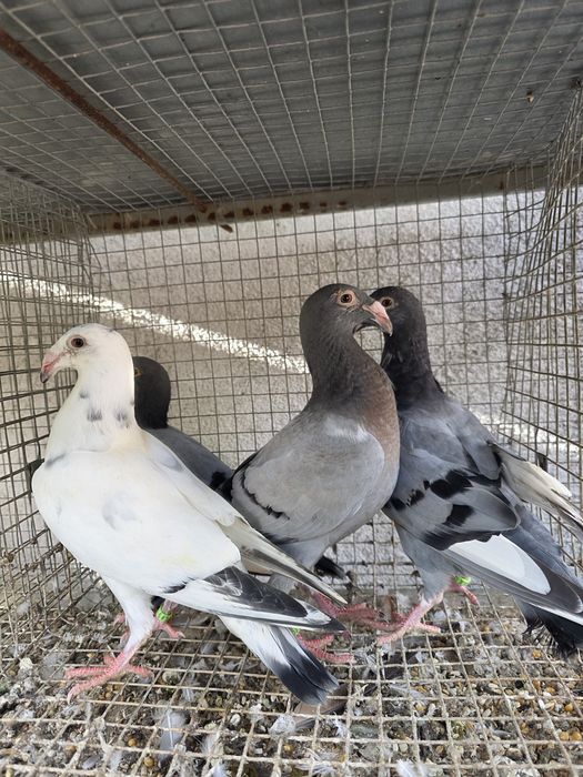 Sprzedam gołębie rzeszowskie
