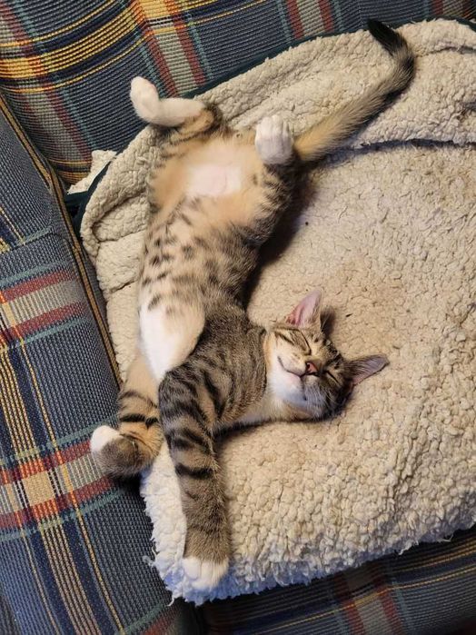 Teodor - uroczy buras poleca się do adopcji