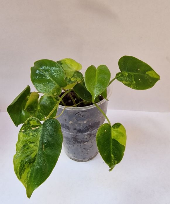 Philodendron burle marx variegata
