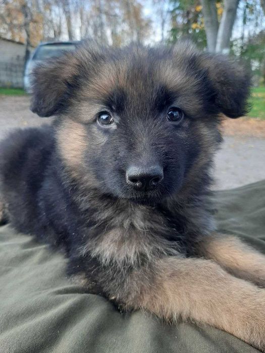 Німецька овчарка длинношерстна