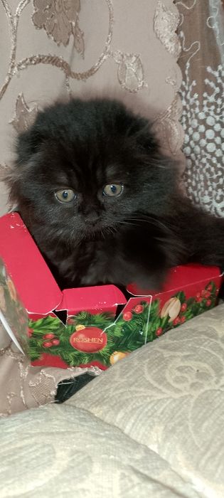 Шотландські кошенята