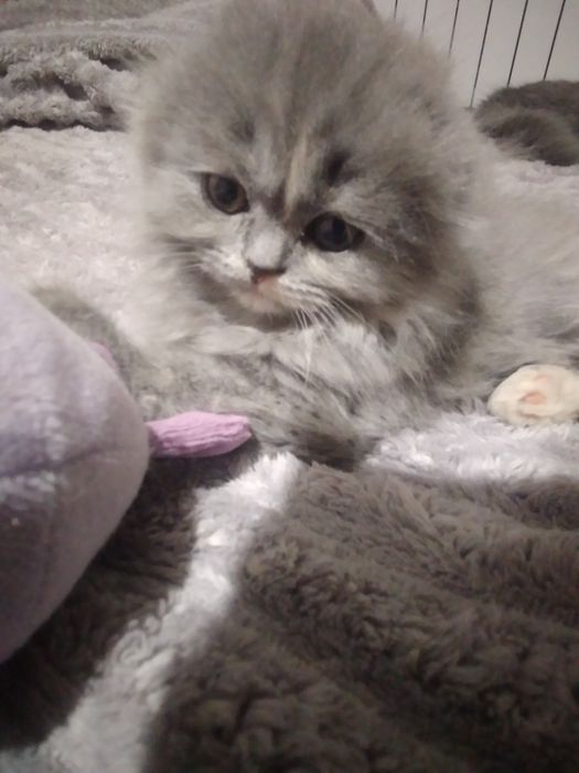 Шотландський абкрасуня