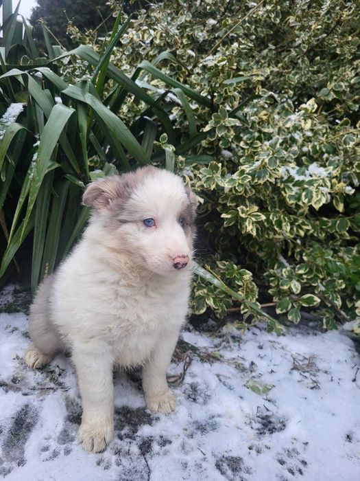 Piesek Border Collie blue merle