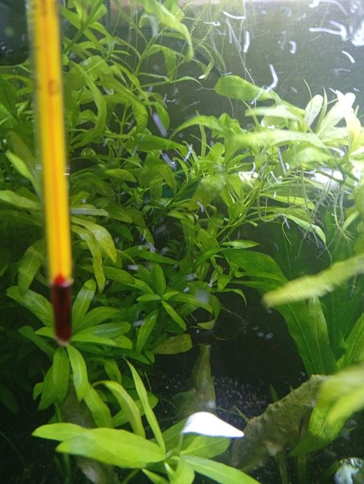 Várias plantas para ceder