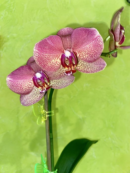 Орхідея домашня Рауль