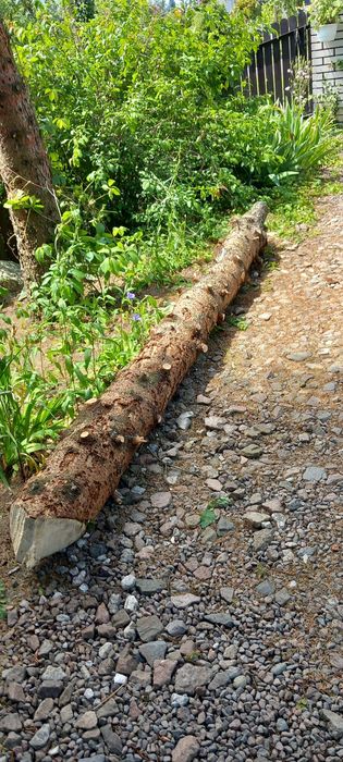 Pień świerkowy 280 cm i drewno z czereśni.