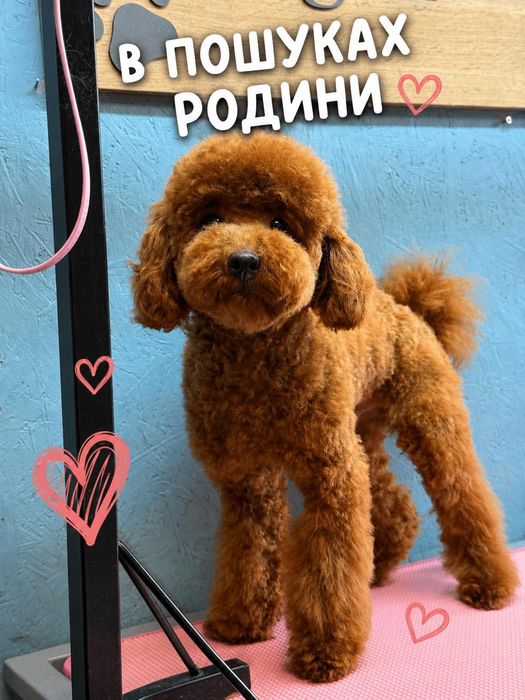 Хлопчик Той пудель