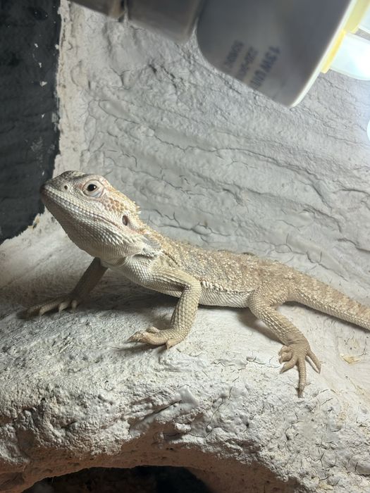 Agama brodata samica