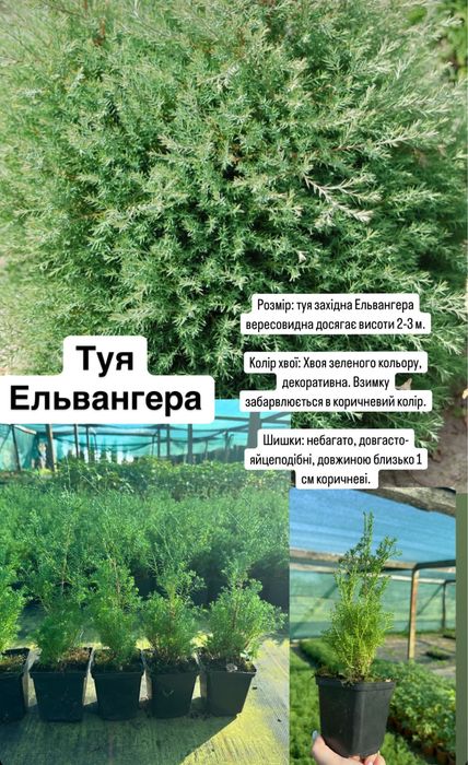 Туя західна Ельвангера вересковидна 0,5л