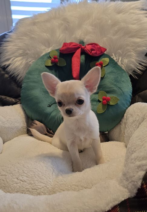 Chihuahua krótkowłosa