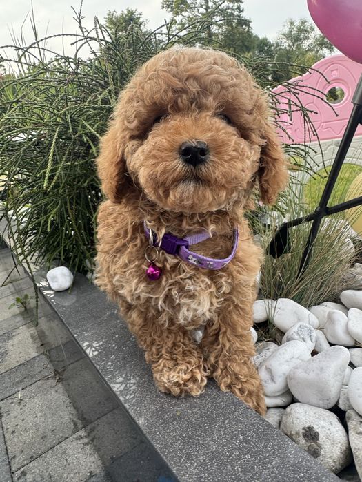 Cavapoo pudelek cavalier