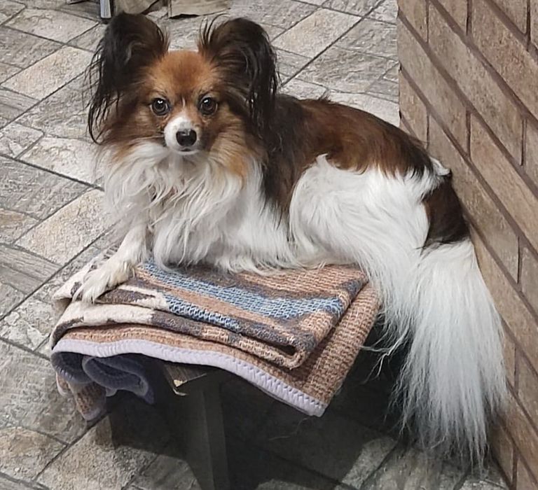 Вʼязка,  пес, собака, кабель - Папійон / Папільон