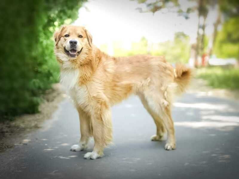 Frodo szuka domu !!!