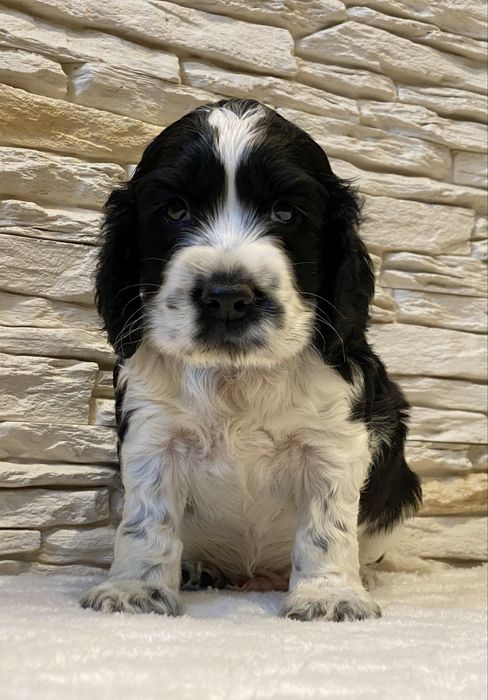 BROKAT Cocker Spaniel Angielski.REZERWACJA