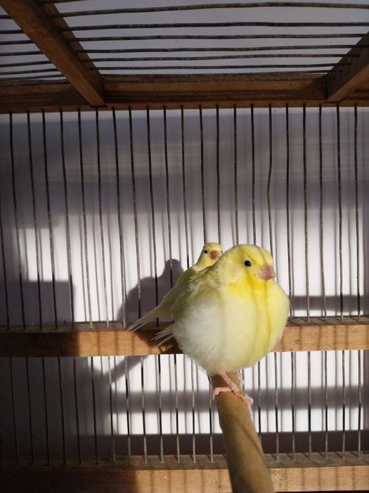 Kanarki z ręki karmione