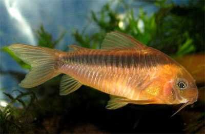 Kirysek rdzawy - Kirys czerwony - Corydoras rabauti - dowóz, wysyłka