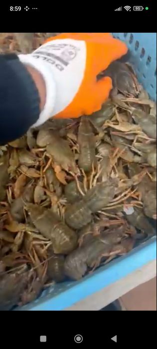 Живі раки оптом і в роздріб