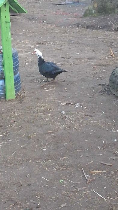 Kaczki i kaczory  z tamtego roku