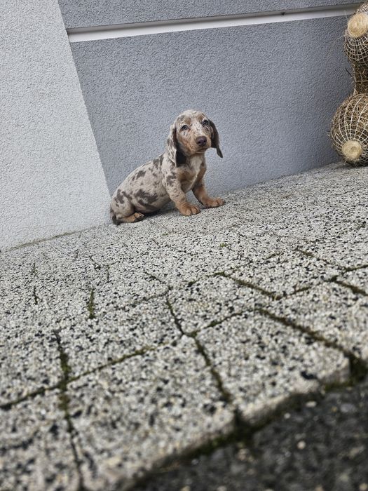 Jamnik miniaturowy suczka choco merle Warszawa Ursynów • OLX.pl