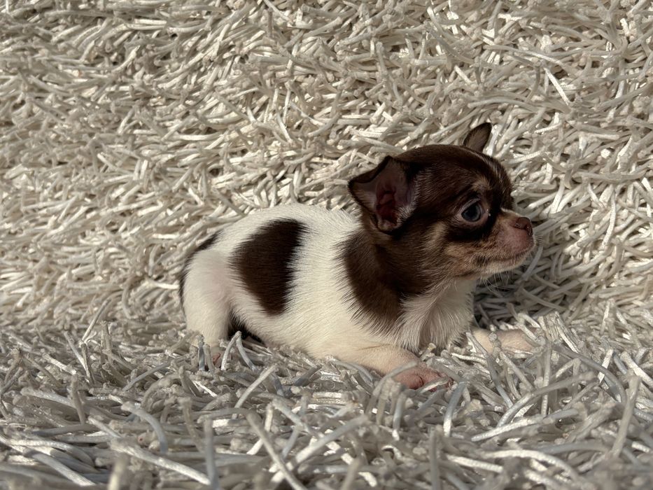 Chihuahua Macho Tricolor