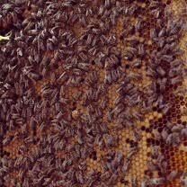 Карника пчелопакеты пчелосемьи