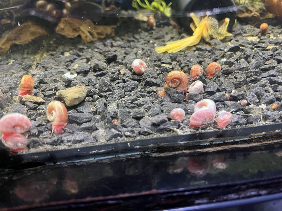 Akwarystyka ślimaki