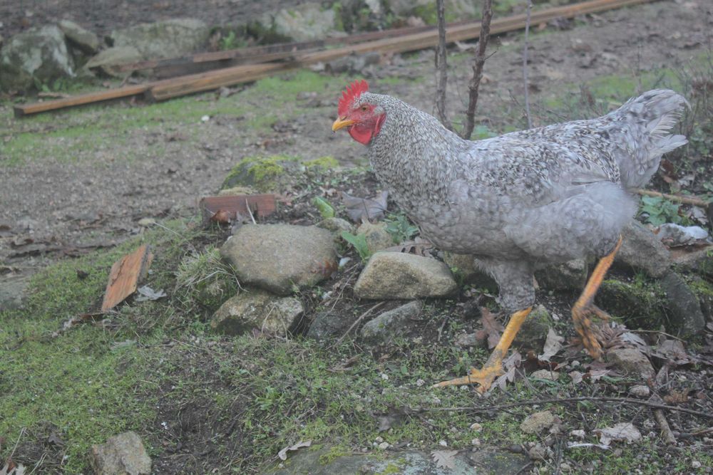 Galos jovens e lindos