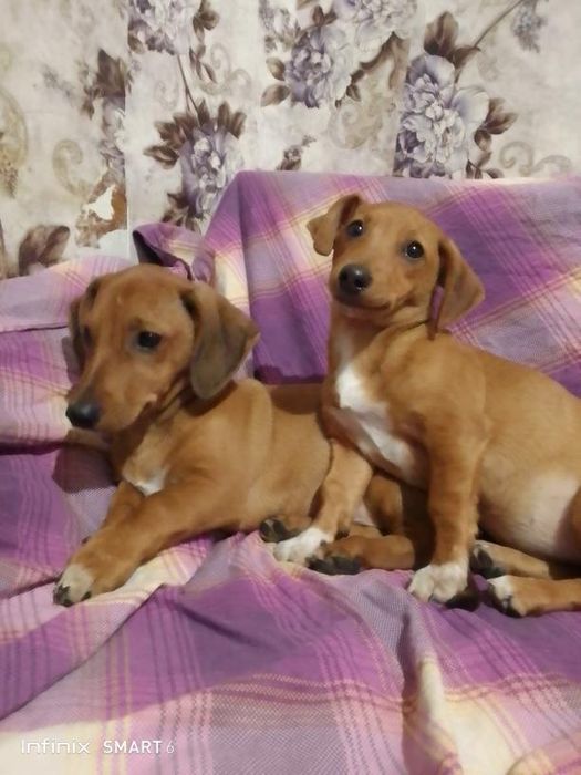 Продаю не дорого цуценят порід такси