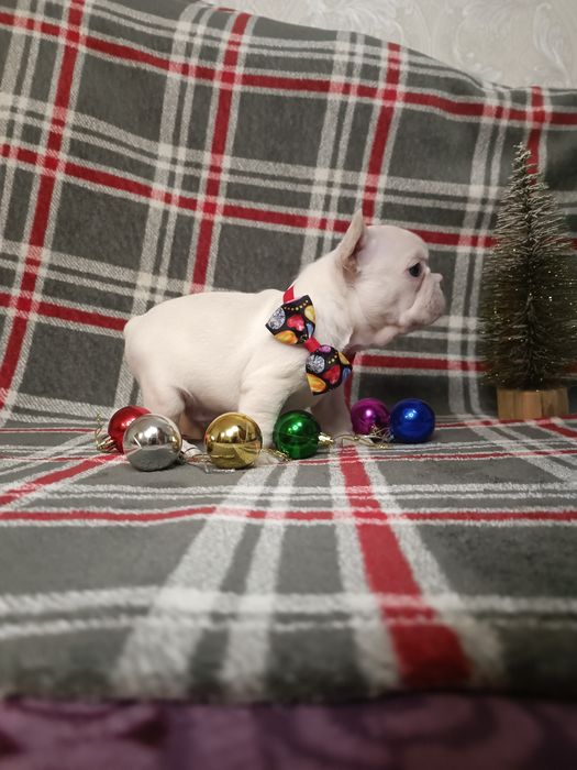 Хлопчик французький бульдог