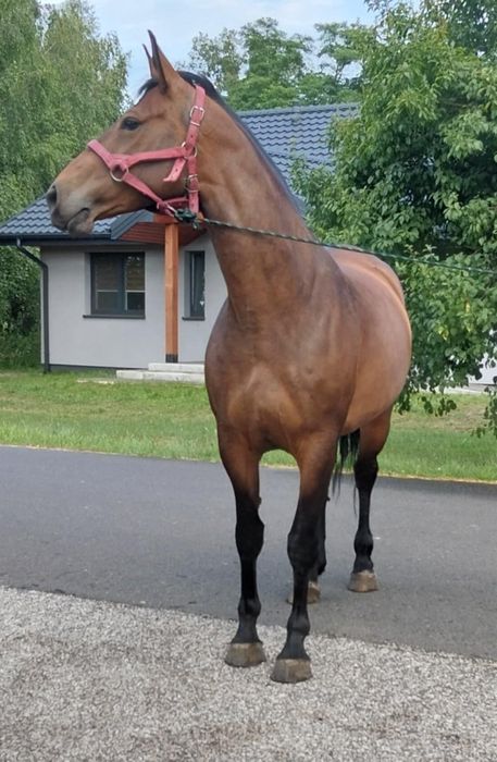 Sprzedam klacz Sp 5 lat