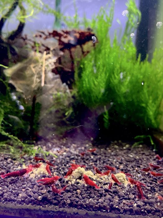 Krewetki Red Devil OE Caridina