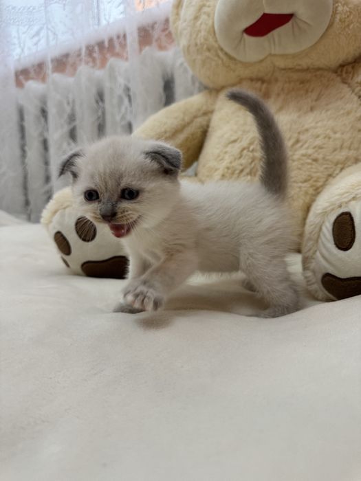 Шотландські чистокровні кошенята