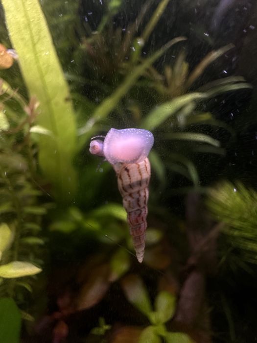 Ślimaki wodne (rozdętki,świderki,zatoczki)