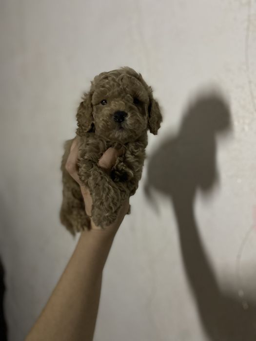 Элитный щенок мальтипу, мальчик