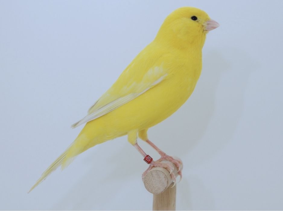 Canário amarelo intenso