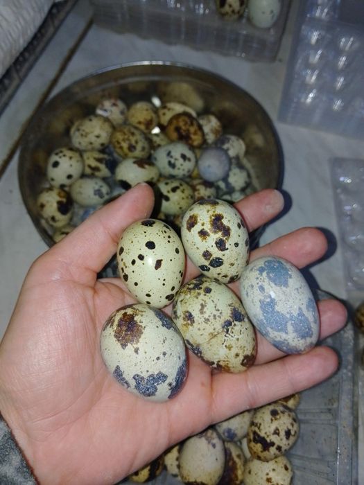 Перепелиные яйца