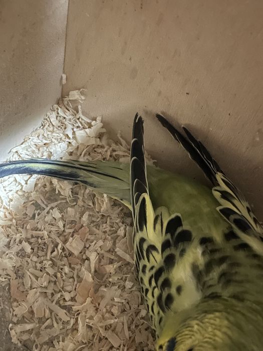 Dois casais de asas negras portadores de black reprodutoree