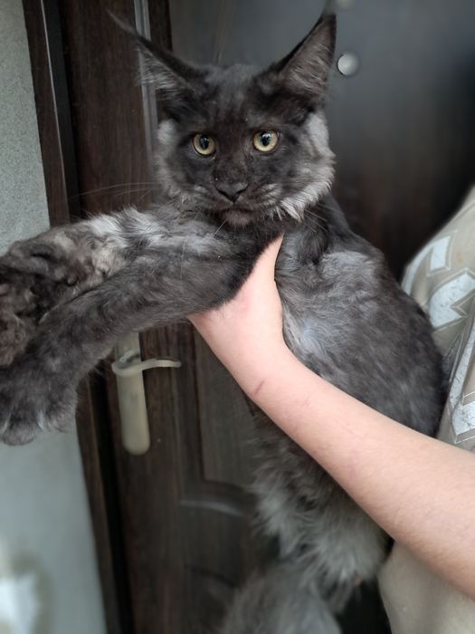 Kocurek czarny dymny
