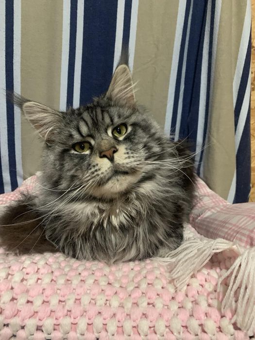 Кошенята Мейн-кун