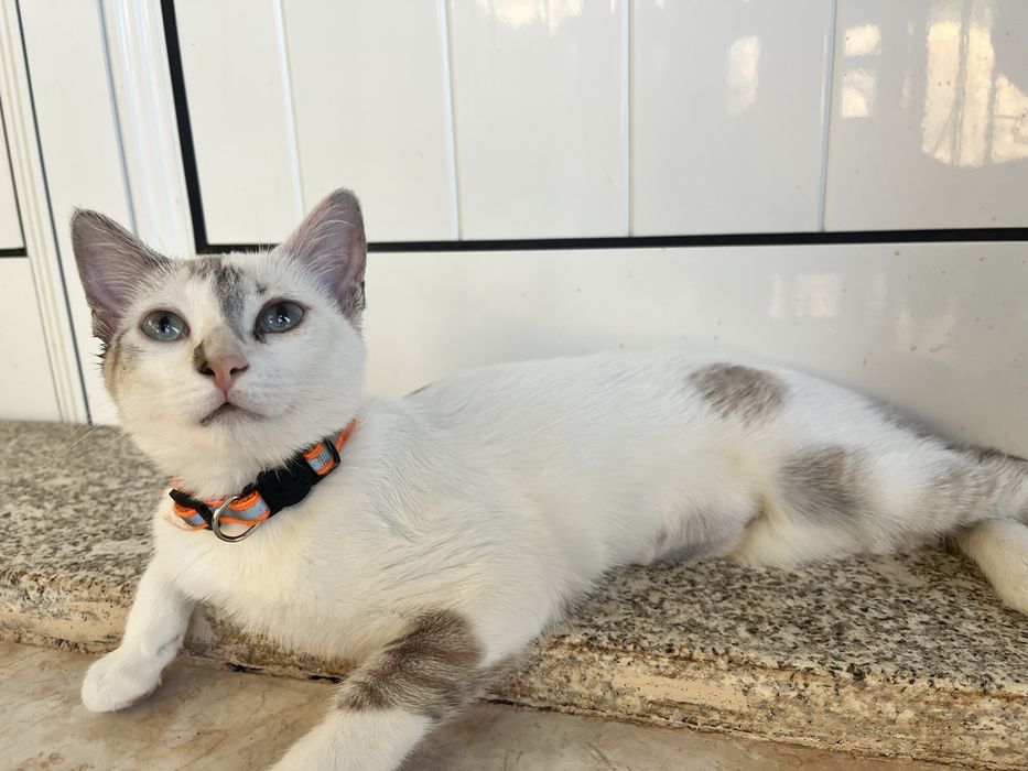 2 gatinhos disponíveis para adoção responsável.