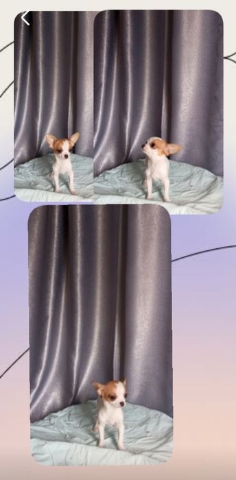 Міні чихуахуа дівчинка 5місяців