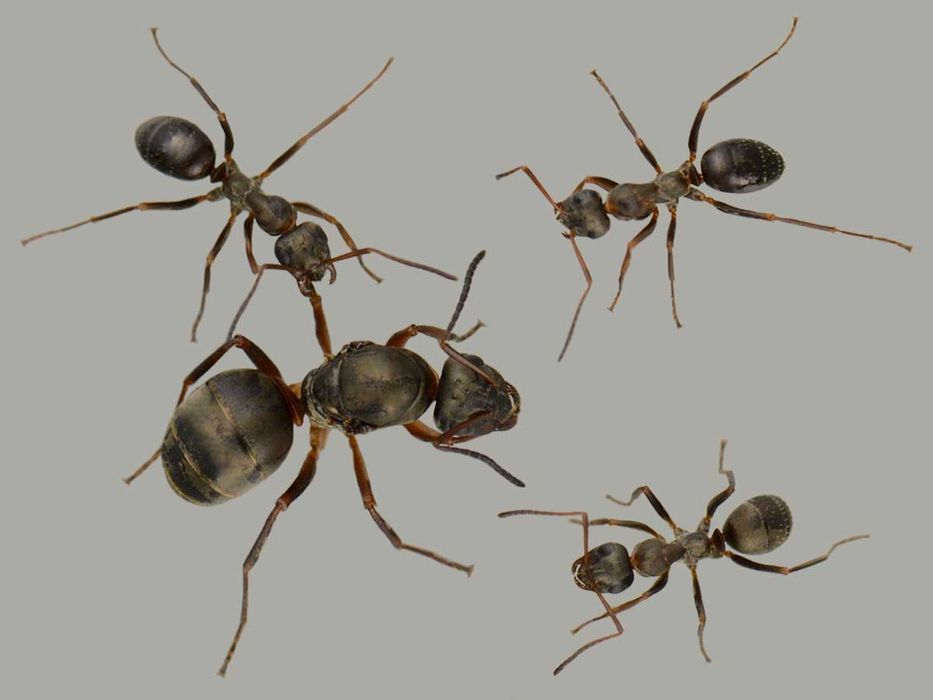 Муравьи formica cunicularia