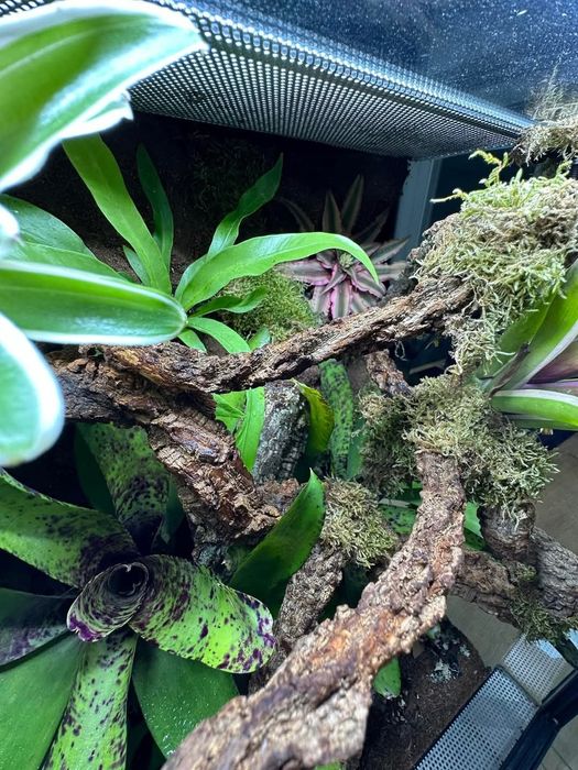 Renowacja/budowa terrarium