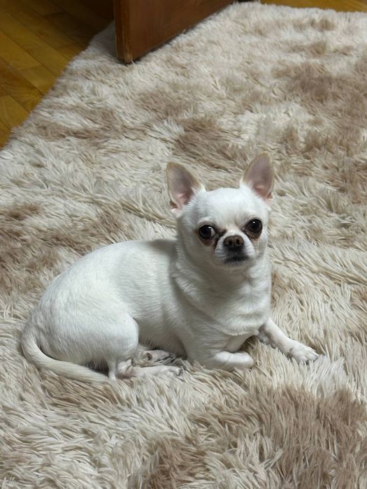 Вʼязка чіхуахуа хлопчик