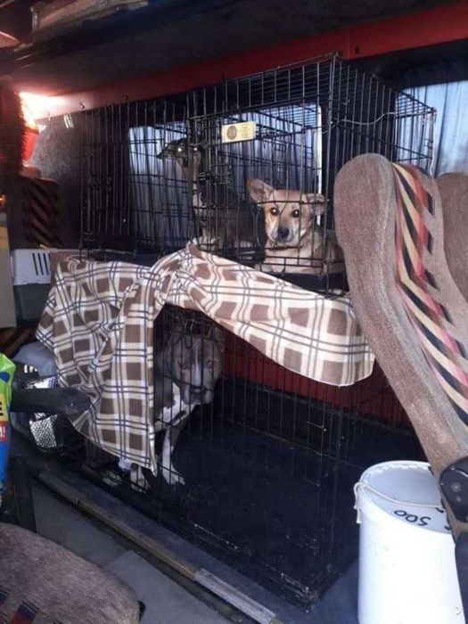 Перевозка животных за границу. Транспортировка животных за рубеж ...