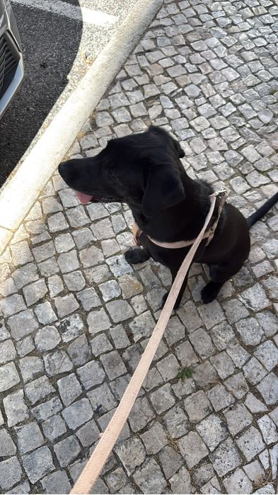 Adoção responsável a procura de uma nova familia para layla